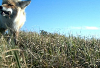 北极油田周围的动物 白额雁对抗北极狐