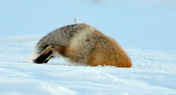 摄影师拍到野生狐狸腾空跃起潜入积雪捕鼠瞬间(组图)