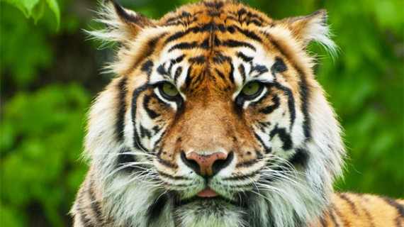 Brytne, a 13-year-old a female Sumatran tiger, is seen at the Toronto Zoo. (Flickr / Lara W.)