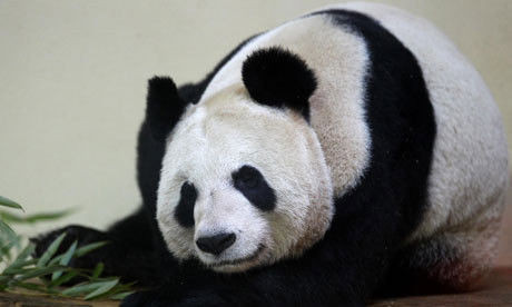 熊猫甜甜 (资料图)。