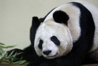 英国BBC选中国熊猫甜甜为年度女性