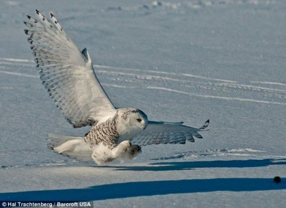 抓拍:猫头鹰雪地捕鼠 变身凌厉空中杀手(高清组图)