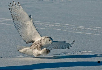 抓拍猫头鹰雪地捕鼠 变凌厉空中杀手