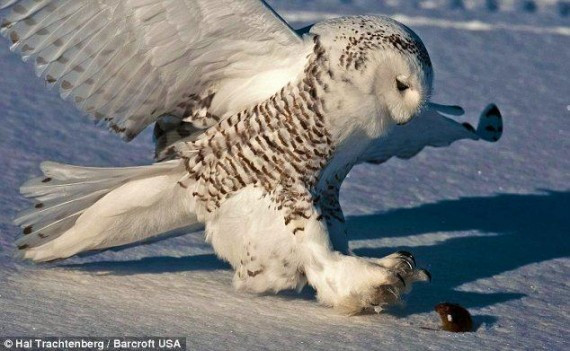 抓拍:猫头鹰雪地捕鼠 变身凌厉空中杀手(高清组图)