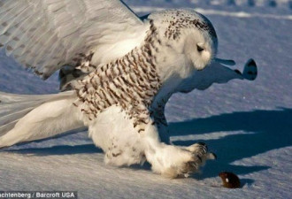 抓拍猫头鹰雪地捕鼠 变凌厉空中杀手