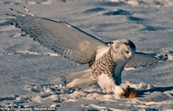 抓拍:猫头鹰雪地捕鼠 变身凌厉空中杀手(高清组图)