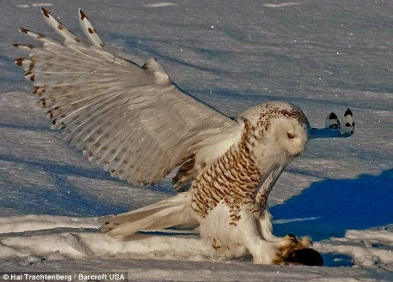 抓拍:猫头鹰雪地捕鼠 变身凌厉空中杀手(高清组图)