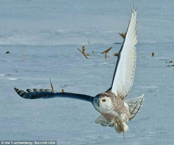 抓拍:猫头鹰雪地捕鼠 变身凌厉空中杀手(高清组图)