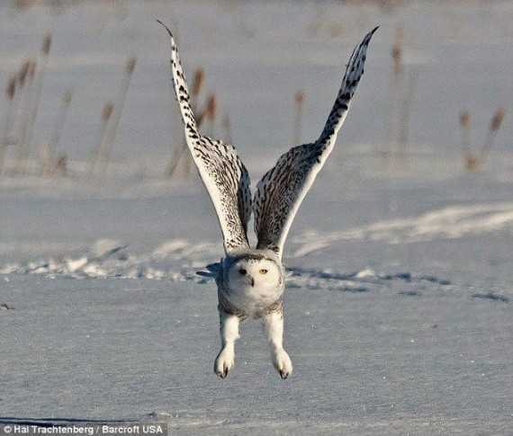 抓拍:猫头鹰雪地捕鼠 变身凌厉空中杀手(高清组图)