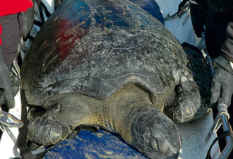 温哥华岛西岸现罕见绿海龟 濒危物种