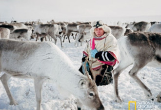 走进瑞典的萨米人 与驯鹿同行的民族