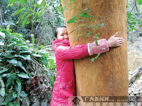 广西忻城惊现一颗百年“黄金树” 历经磨难仍不倒(图)