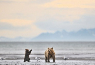 摄影师冒死拍摄 棕熊一家的精彩生活