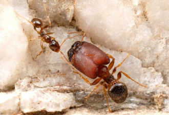 加科学家培育头大脖子粗&quot;巨兽蚂蚁&quot;