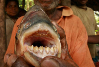 素食鱼到非洲恋上吃肉 专咬男人命根