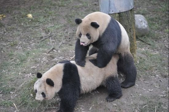 卧龙大熊猫数次自然交配失败 被迫采用人工授精