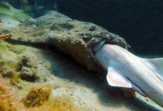 科学家首次拍鲨鱼同类相食可怕景象