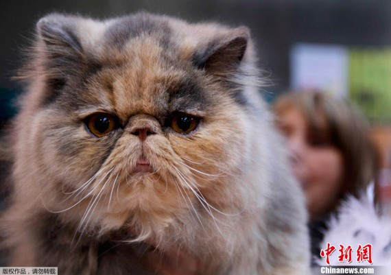 比利时举行国际猫展 各色猫咪“争奇斗艳”(高清图)