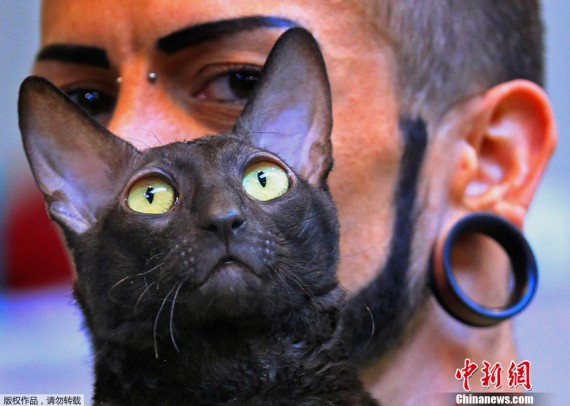 比利时举行国际猫展 各色猫咪“争奇斗艳”(高清图)
