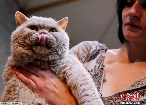 比利时举行国际猫展 各色猫咪“争奇斗艳”(高清图)