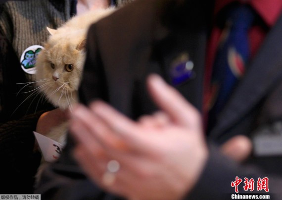 比利时举行国际猫展 各色猫咪“争奇斗艳”(高清图)