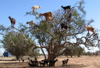 组图：撒哈拉大沙漠“羊上树”奇景