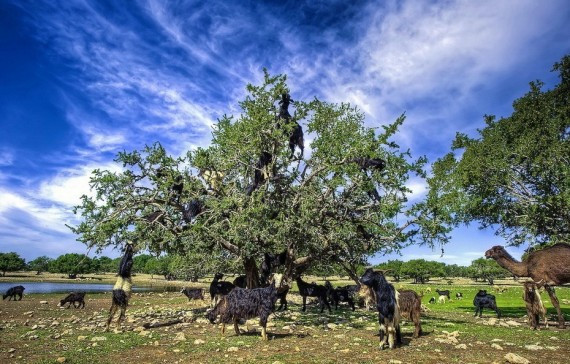 高清图：撒哈拉大沙漠山羊会爬树进食现“羊上树”奇景