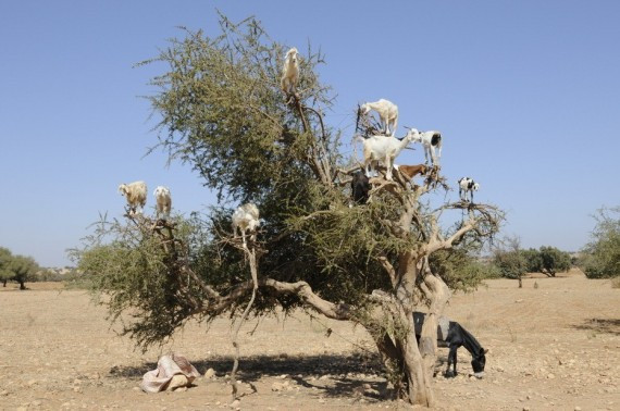 高清图：撒哈拉大沙漠山羊会爬树进食现“羊上树”奇景