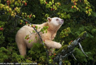 罕见白色变种黑熊照片 全球仅两百头