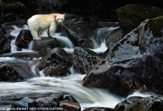 罕见白色变种黑熊照片 全球仅两百头