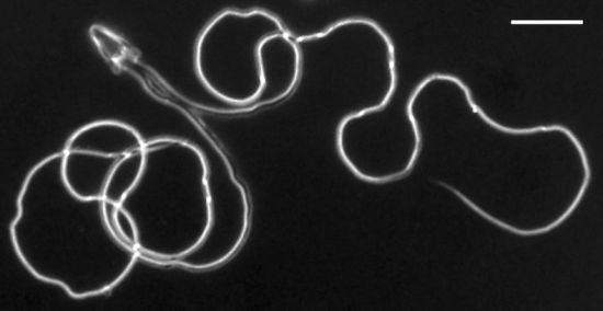 奇异动物精子:果蝇精子长6厘米 是身体的20倍长(组图)