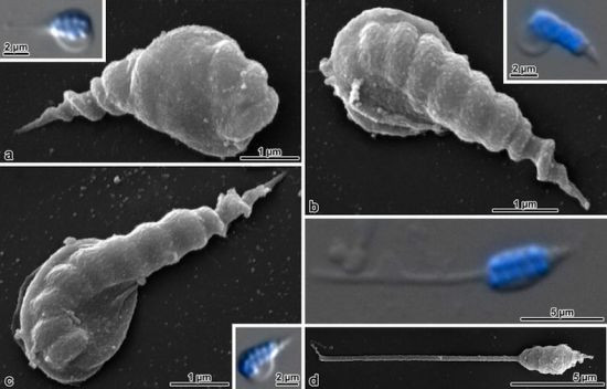 奇异动物精子:果蝇精子长6厘米 是身体的20倍长(组图)