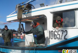 51周报：跟邻居出海捕龙虾的有趣经历
