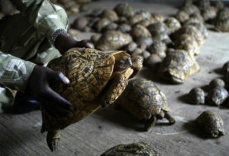 4中国人非洲食用40只野生乌龟被捕