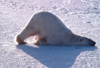 北极熊结束冬眠：笨重身体溅起大水花