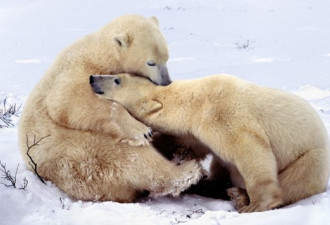 北极熊结束冬眠：笨重身体溅起大水花