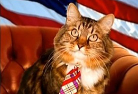 美国9岁猫竞选参议员 重视民生人气高