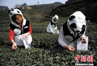 四川首采最贵茶叶&quot;熊猫茶&quot;22万一斤