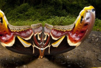 英摄影师拍到翼展达30厘米巨型飞蛾