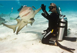 男子水下与鲨鱼“击掌” 鲨鱼露齿笑