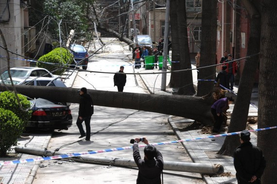 北方遭遇猛烈大风袭击 郑州街头大树被连根拔起(高清组图)