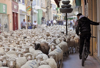 法国牧羊人街头放羊 抗议政府引进狼