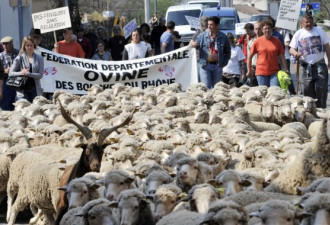 法国牧羊人街头放羊 抗议政府引进狼