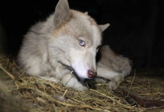 枣庄抓获白狼 网友称是自家哈士奇狗