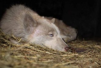 枣庄抓获白狼 网友称是自家哈士奇狗