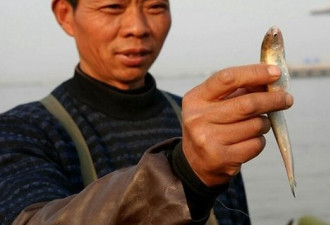长江刀鱼限捕10年 市场价每斤八千元