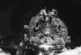 日本摄影师在震区海底拍到变异鲶鱼