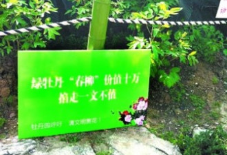 武汉牡丹节：4朵天价绿牡丹被掐走