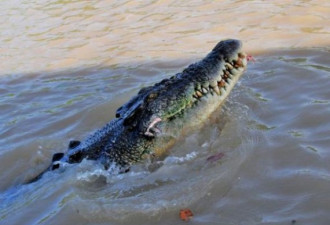 最大五种爬行动物：咸水鳄体长超6米