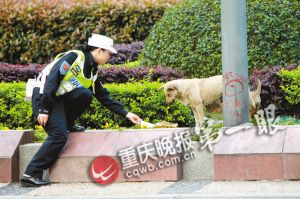 特别的家：重庆交巡警和他照看的独眼狗妈妈与3只小狗(图)